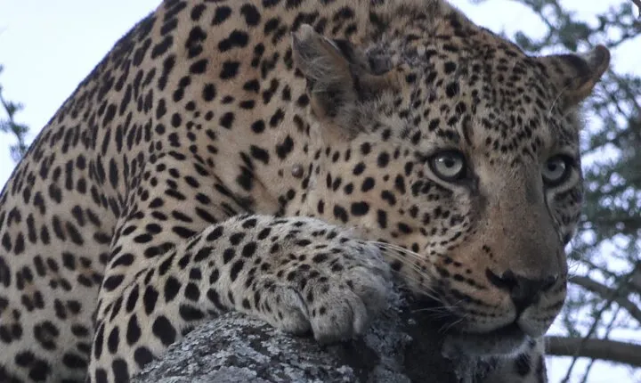 Serengeti Under Canvas - 9 days