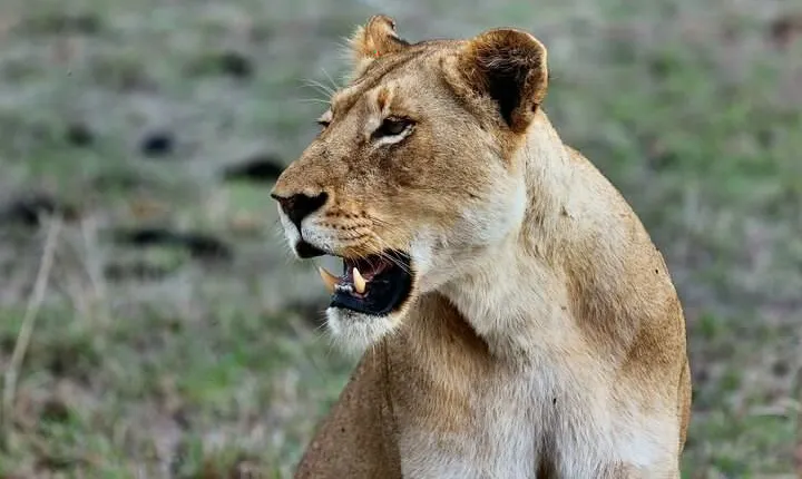 3 Days Mara Jambo Shared Safari Adventure