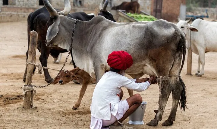 6 Day Golden Triangle Tour with Udaipur -Taj Mahal Sunrise/Sunset