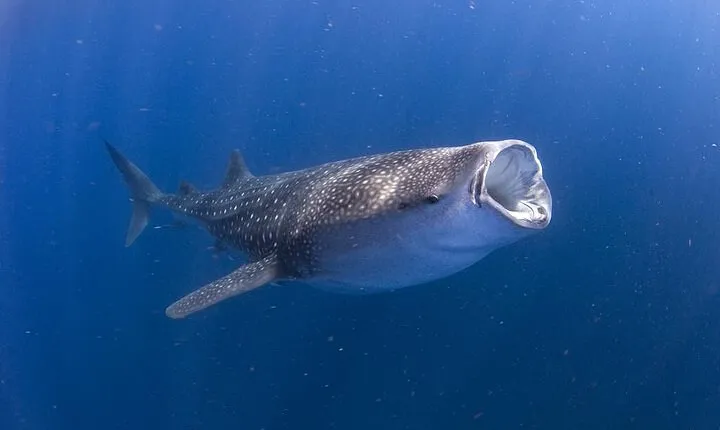 Whale Shark Experience from Playa del Carmen