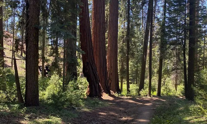  Day Tour to Kings Canyon National Park