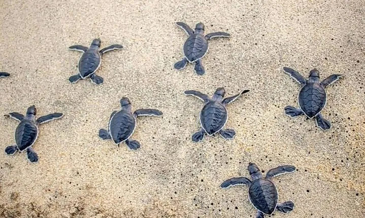 Turtle Release Playa Blanca
