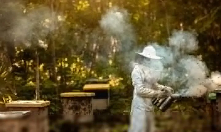 Cozumel: Bee Farm + Honey & Chocolate Tasting + Sightseeing