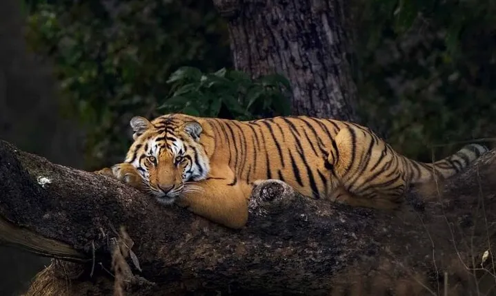 2 - Days: Jim Corbett jungle safari tour from Pune by Flight