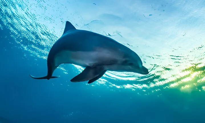 VIP Snorkeling Sea Trip, Swim with Dolphins & Lunch - Makadi Bay