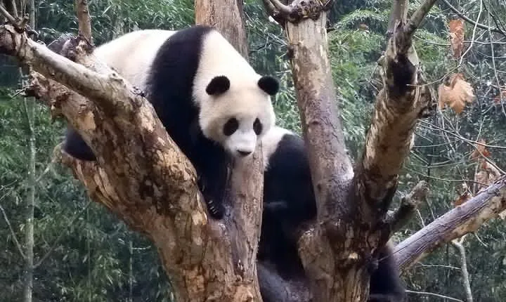 Wolong Panda Base Volunteering Program from Chengdu