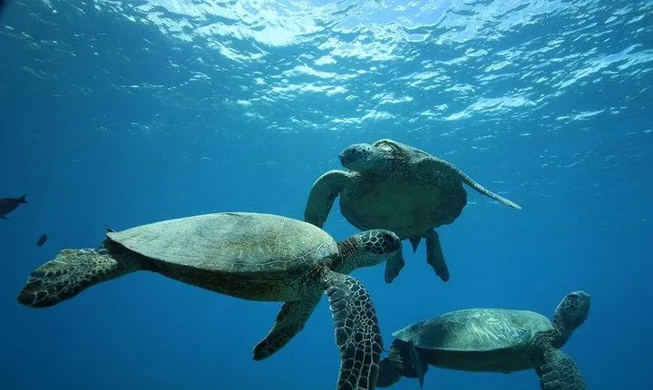 9am Turtle Canyon Snorkel Adventure
