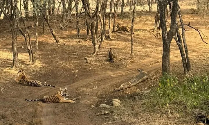 Jim Corbett National Park Car Tour for 2 Days