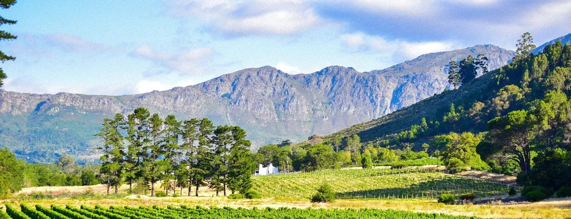 Half-day private experience at Groot Constantia