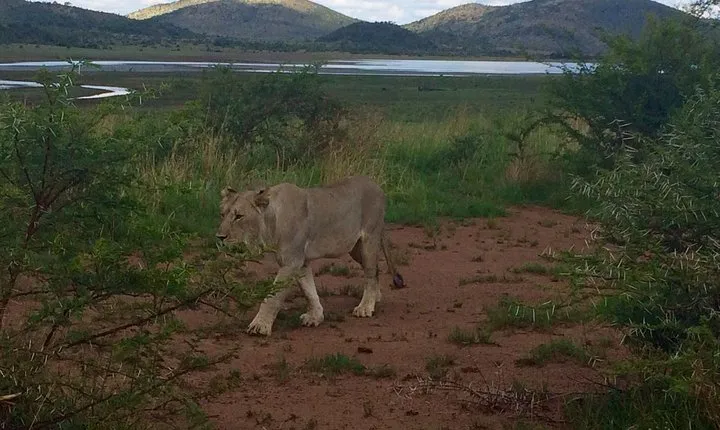 1 Day Safari from Johannesburg