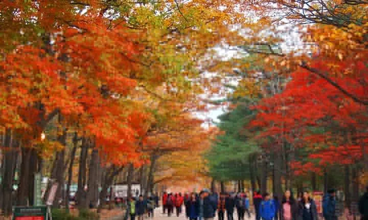The Beauty of the Korea Fall Foliage Discover 11days 10nights