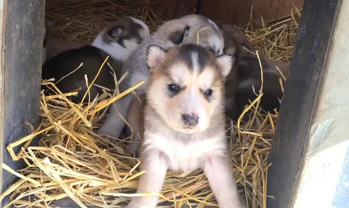 Pet the Pups 7-hour Scenic Journey to the Yukon and Dogsledding Camp