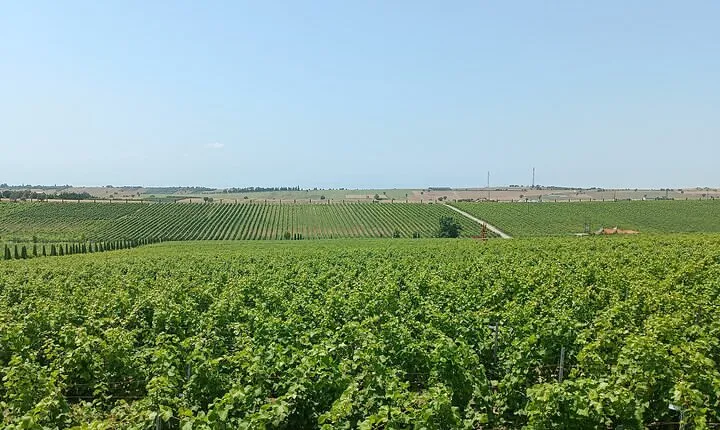 Where Fine Wines Meet Breathtaking Horizons