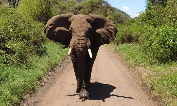 Day Trip to Manyara National Park From Arusha / Kilimanjaro