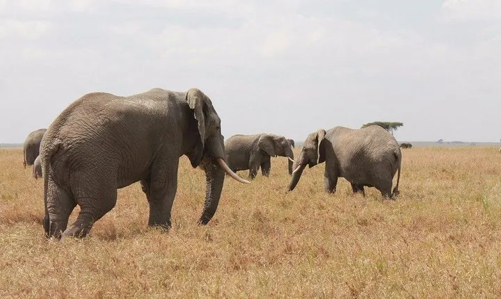 6-Day Kenya and Tanzania safari