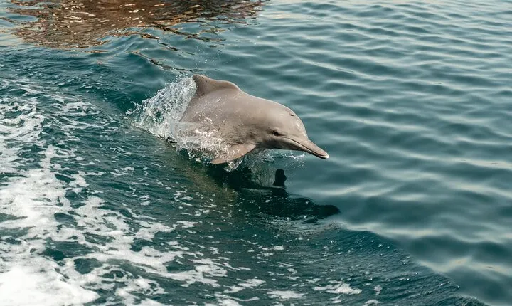 Musandam Khasab The Land of Dolphins and Fjords