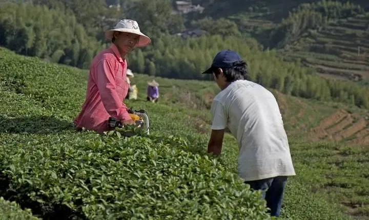 Full-Day Private Tour of Anxi County from Xiamen with Lunch