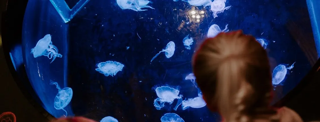 Sea Life Brighton entrance tickets