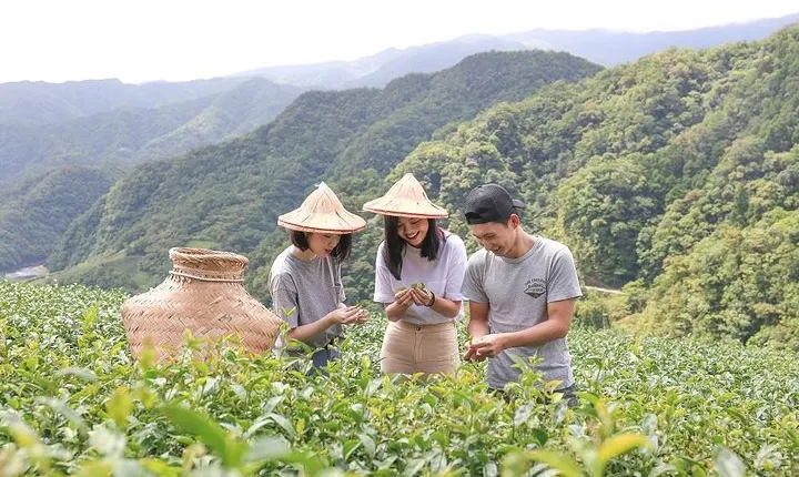 Private 1-Day Tea Experience in Taipei