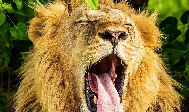 3 Days Amboseli Expedition-Lodge Safari with Private Pop-up Van