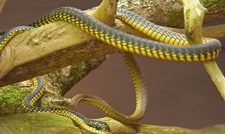 Explore Lawnwood Snake Sanctuary Ticket Tour