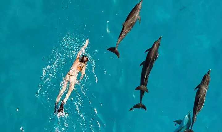 Samadai Reef - Dolphin House Snorkeling & diving tour in Marsa