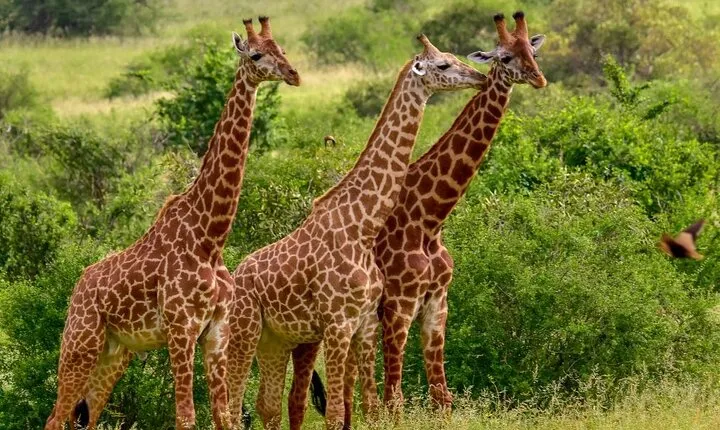 3 Days Tsavo East Safari from Mombasa, Diani, Malindi or Watamu