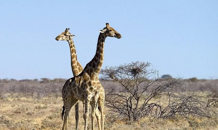 4 Day Etosha National Park and Swakopmund Camping