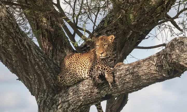 3 Day Serengeti and Ngorongoro Crater Wildlife Safari