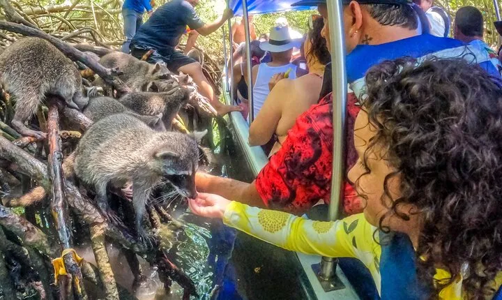 Magical Full-Day Tour Through The Mangroves And The Beach In Isla de Barú
