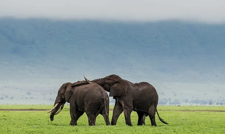 3 Day Safari Expedition from Arusha