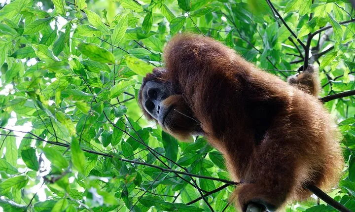 7 Days 6 Nights North Sumatra Tour (Bukit Lawang-Berastagi-Lake Toba)