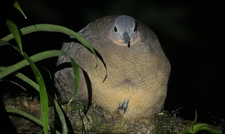 Night Walk at the Monteverde Refuge