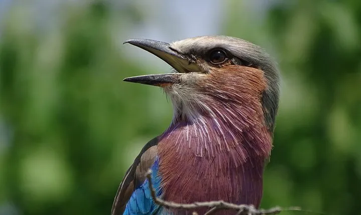 Birding Safari Experience in Livingstone - MINIMUM 2 PEOPLE