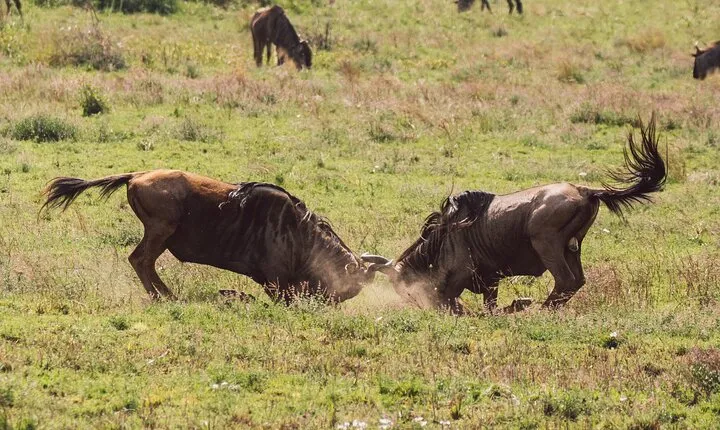 4 Day Serengeti Safari with Wildebeest Calving Season