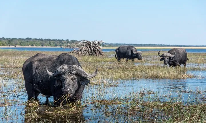 From Livingstone, Victoria Falls or Kasane - Chobe Day Tour