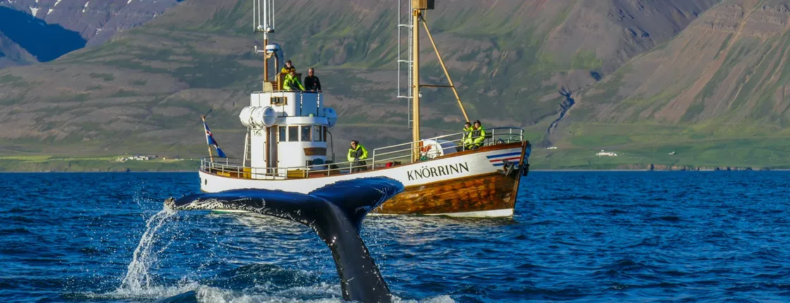 Whale watching tour in Árskógssandur