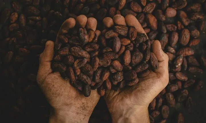 2-Day Exclusive Coffee and Cacao Experience