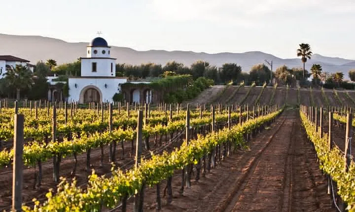 Valle de Guadalupe Winery and Vineyard Tour from San Diego