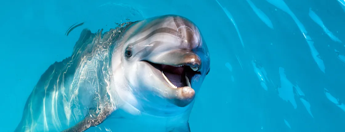 Dolphin encounter at Atlantis Dubai