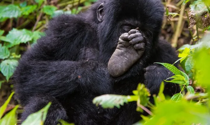 9 Days Explore Rwanda and Uganda Primates Safari