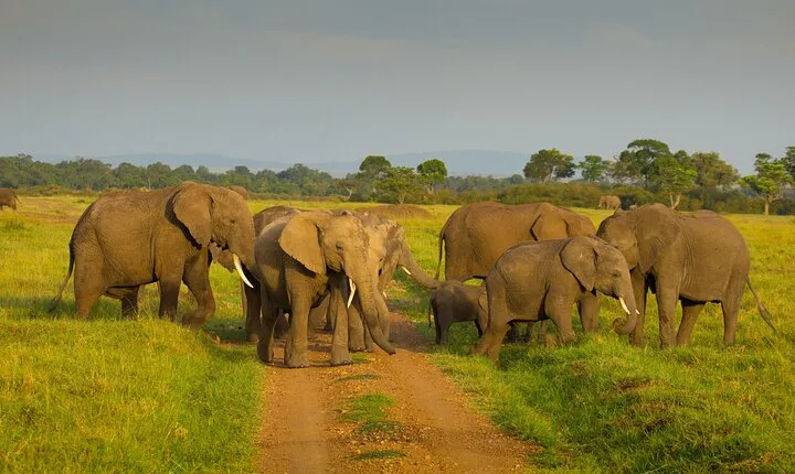 4 Days Safari in Tanzania