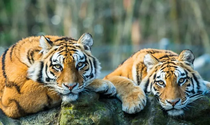 6 Days Golden Triangle Tour with Ranthambore Tiger Safari