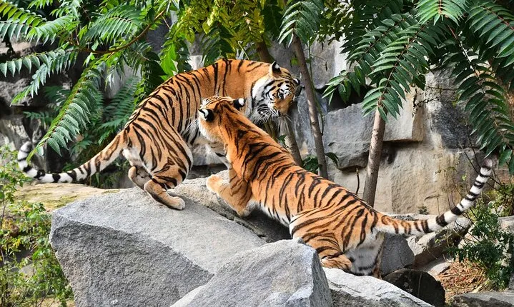 5 Days Golden Triangle Tour with Ranthambore(Delhi Agra Jaipur Ranthambore Tour)