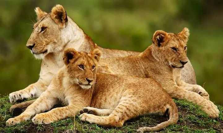 Nairobi National Park, Giraffe Center & Karen Blixen Museum