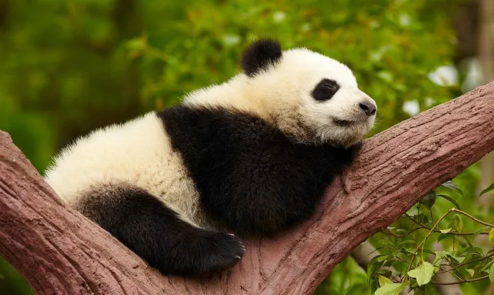 Chengdu Giant Panda Leisure Private Tour