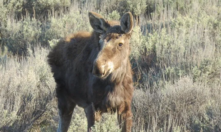 Grand Teton National Park - Sunrise Tour from Jackson Hole