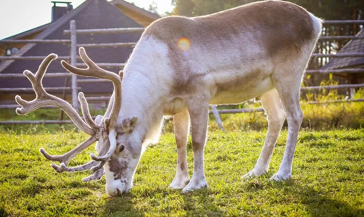 Reindeer Farm and Ranua Wildlife Park