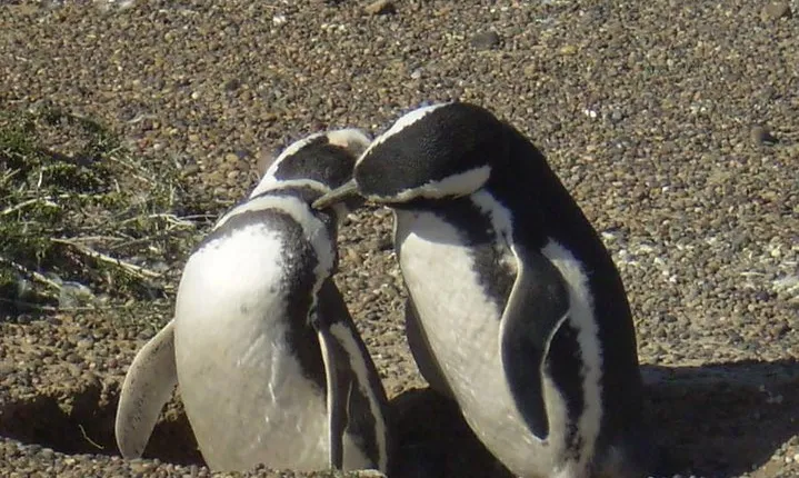 Excursion to Punta Tombo Penguin Reserve from Puerto Madryn
