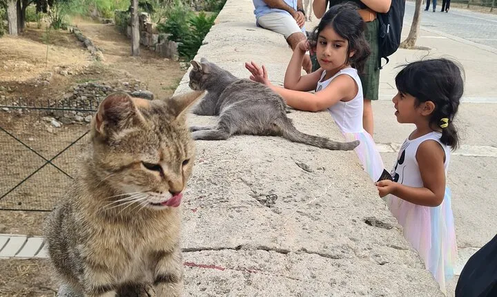 Meet the Cats of Acropolis and Thissio Private Tour